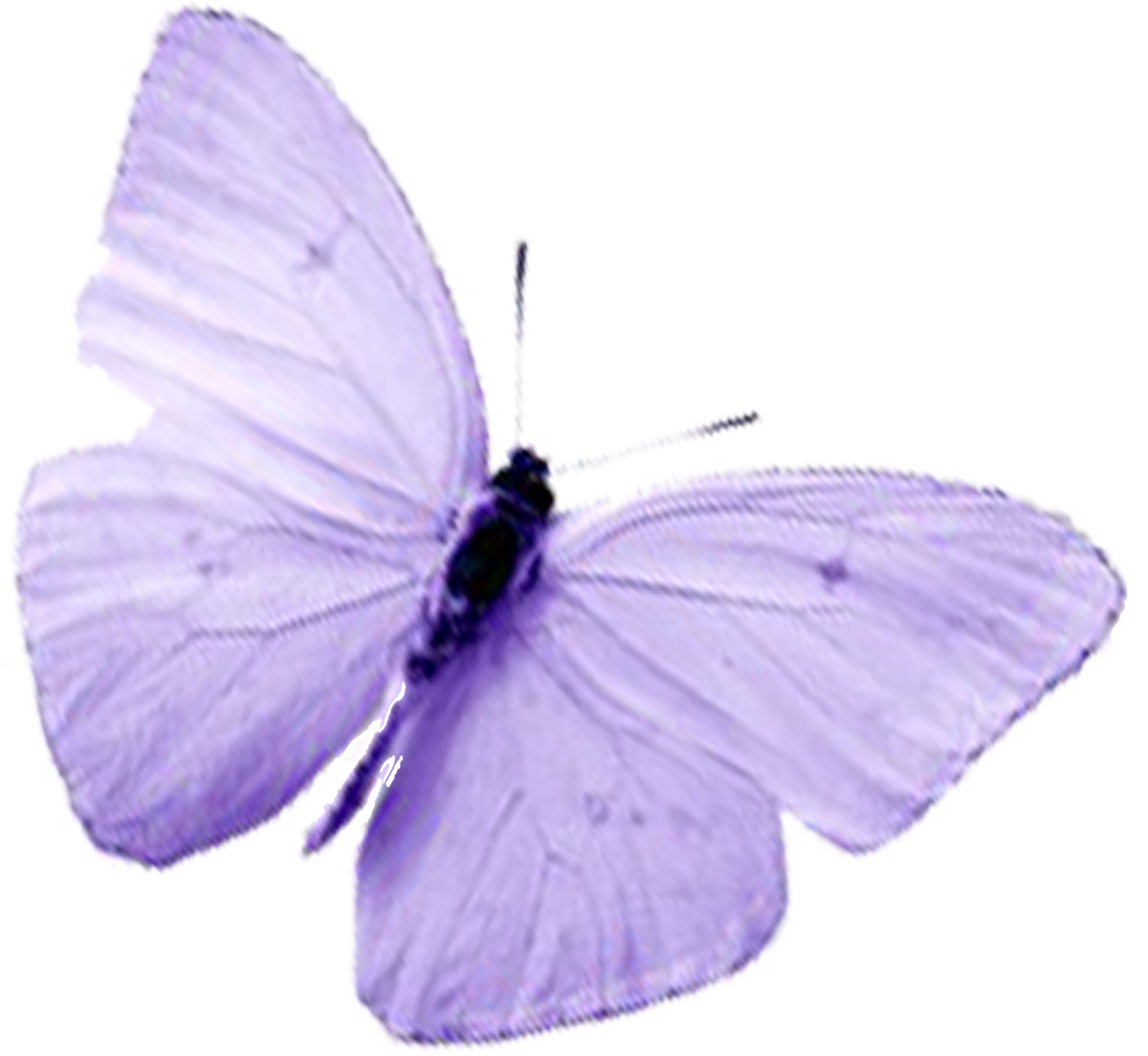 Бабочки фиолетового цвета. Сиреневые бабочки. Бабочка фиолетовая. Бабочки светло сиреневые.