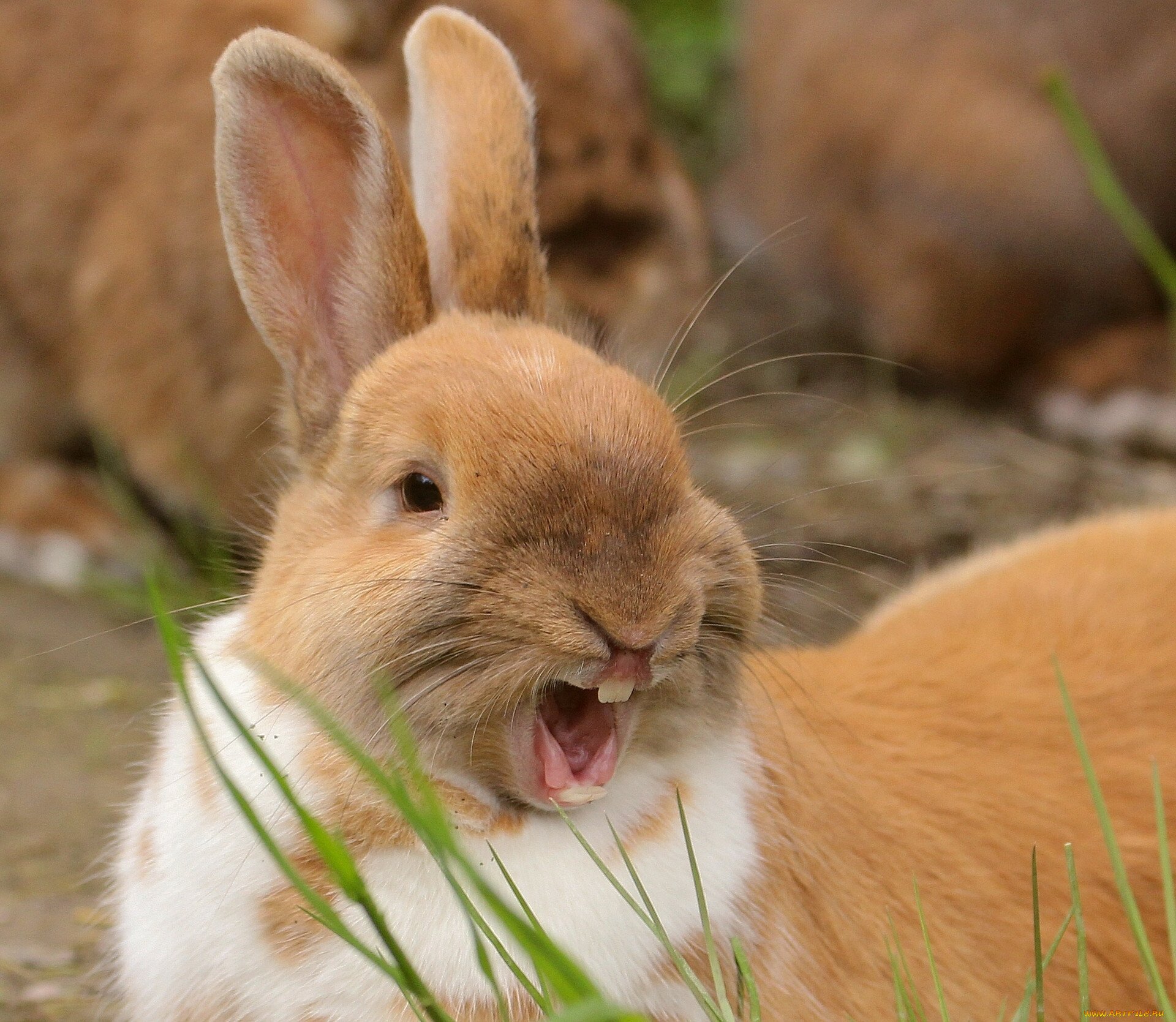 Смешной заяц (65 фото)