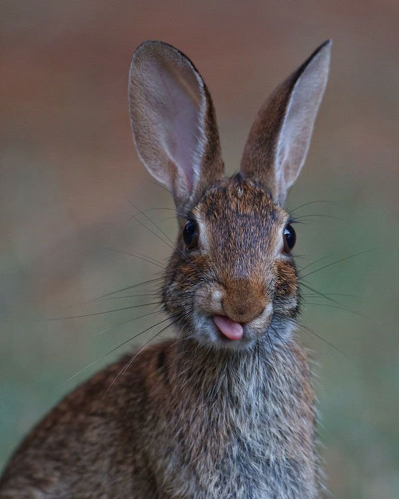 Про смешного зайца. Заяц. Смешной заяц. Смешные кролики. Длинноухий заяц.
