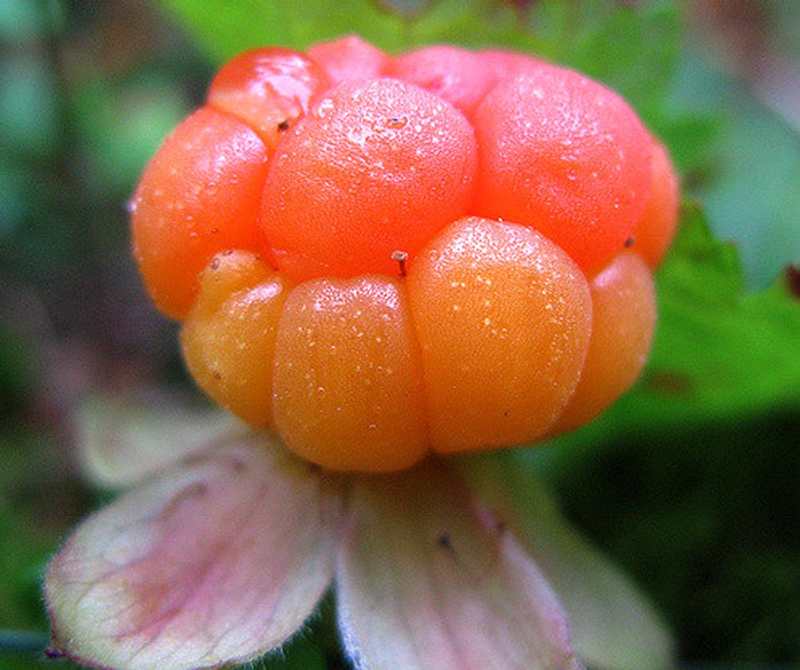 Cloudberry. Морошка Арктическая. Северная ягода Морошка. Морошка (Rubus chamaemorus). Морошка синяя.
