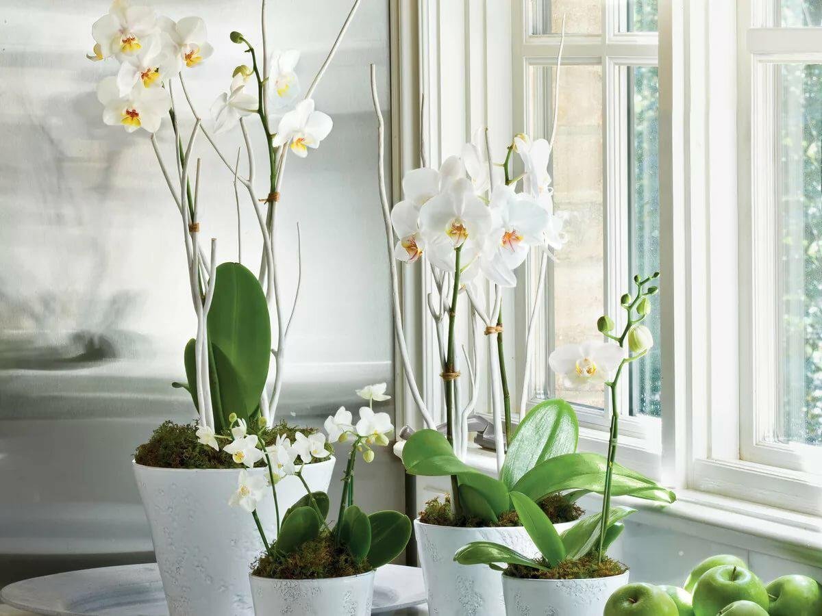Орхидеи на окне (66 фото)