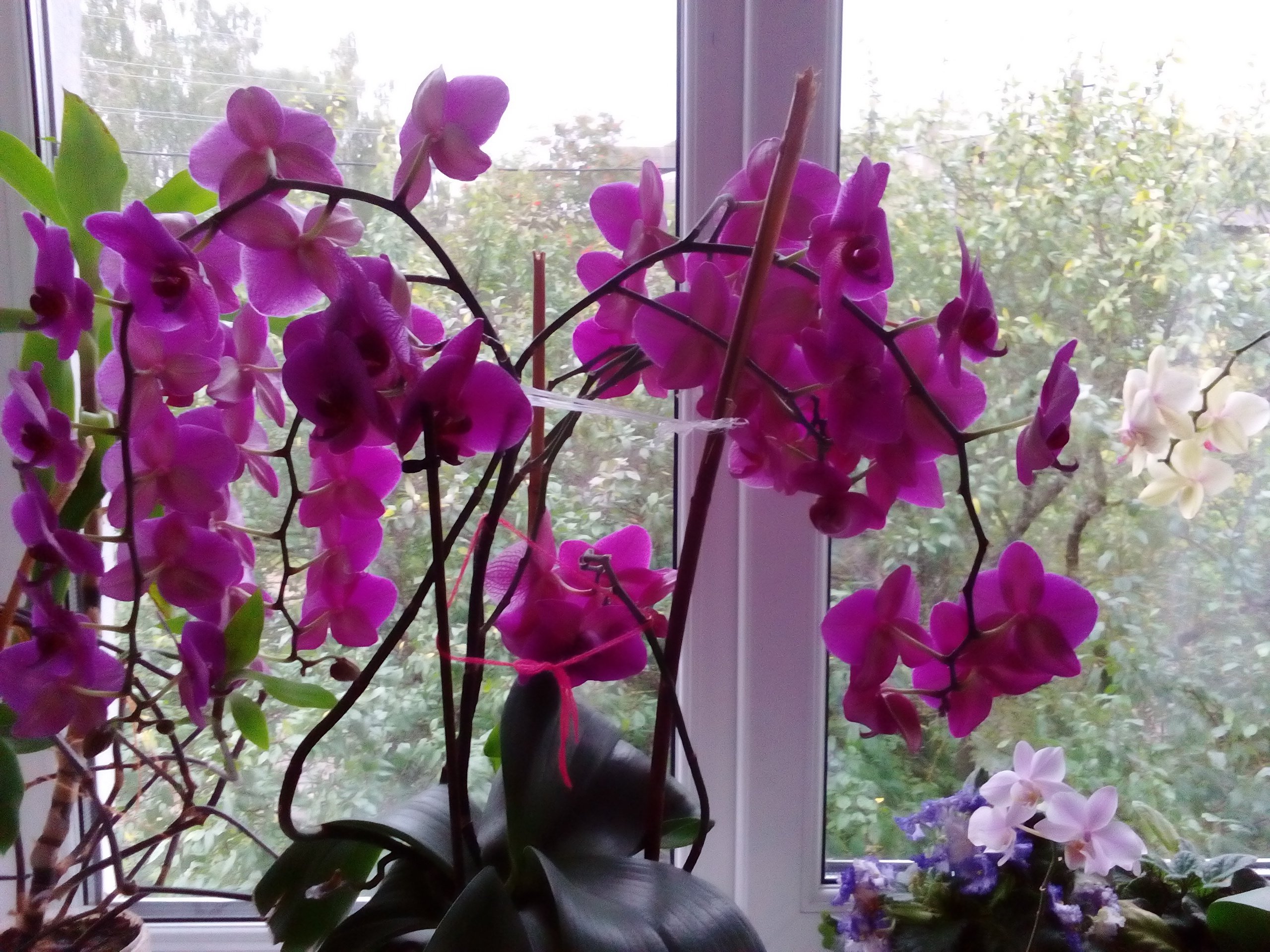 Орхидеи в горшках на подоконнике. Плетистая Орхидея. Комнатный цветок Орхидея фаленопсис. Орхидеи на подоконнике. Цветущие орхидеи на подоконнике.