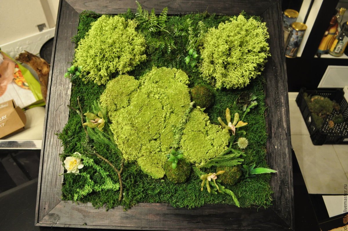 Мох платмос