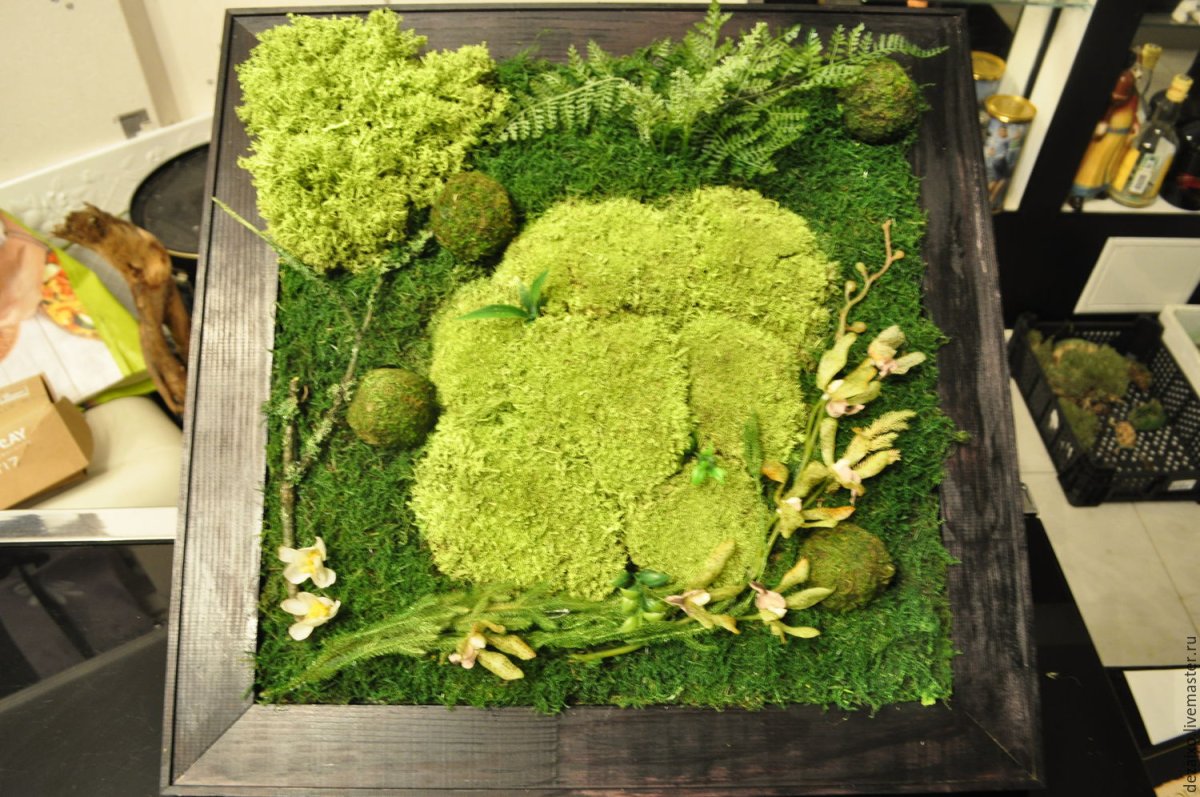 Нефролепис фитостена