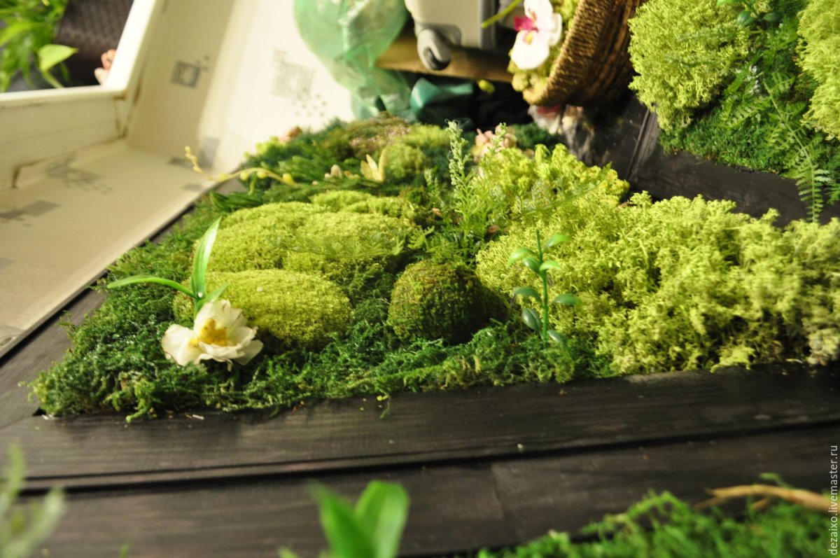 Стабилизированный мох фц4к