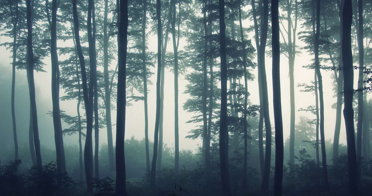 Лес в интерьере