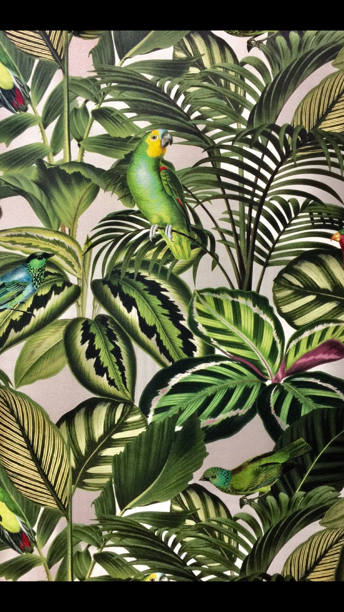 Обои с попугаями для стен в интерьере