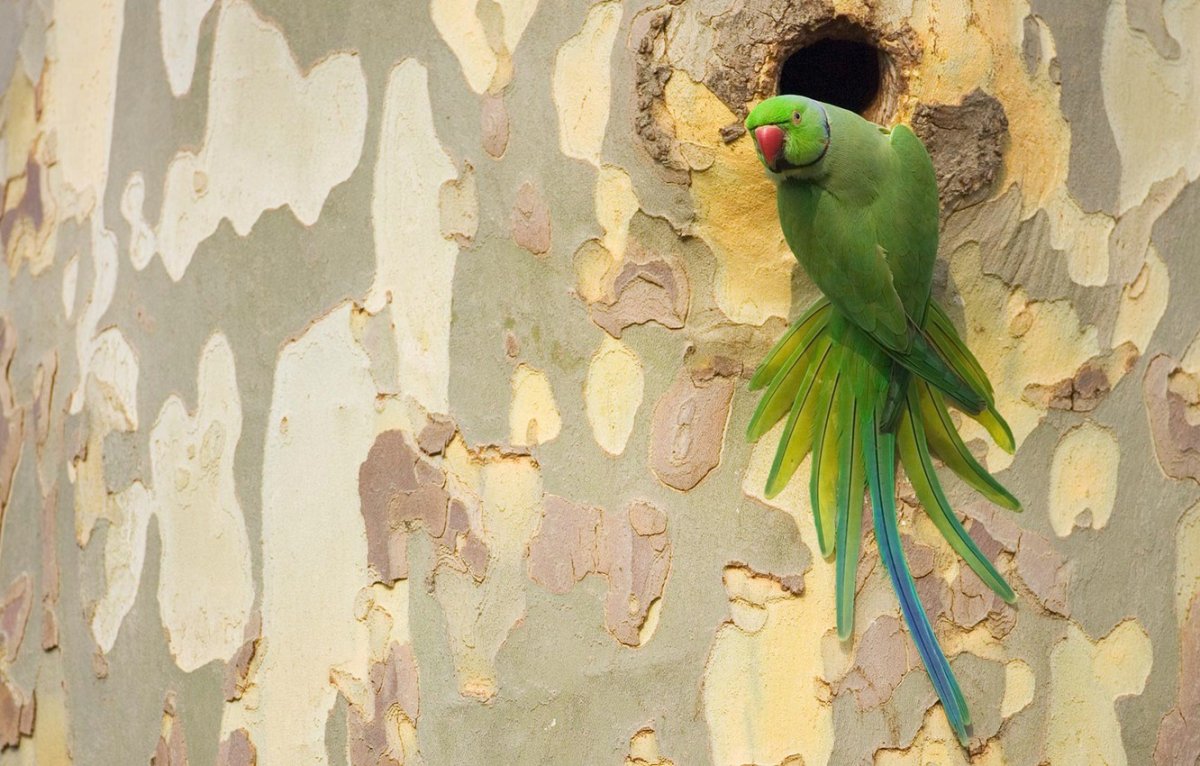 Обои с попугаями