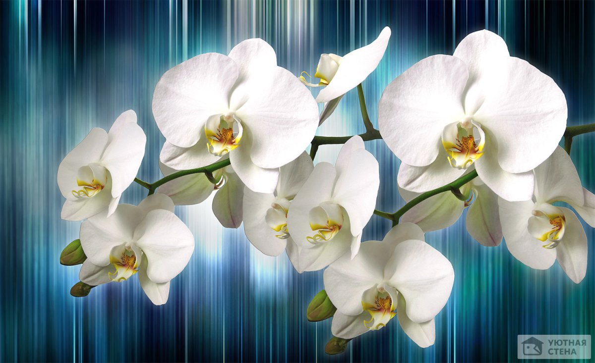 Фотообои орхидеи