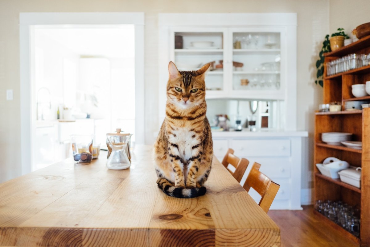 Дом для кошки