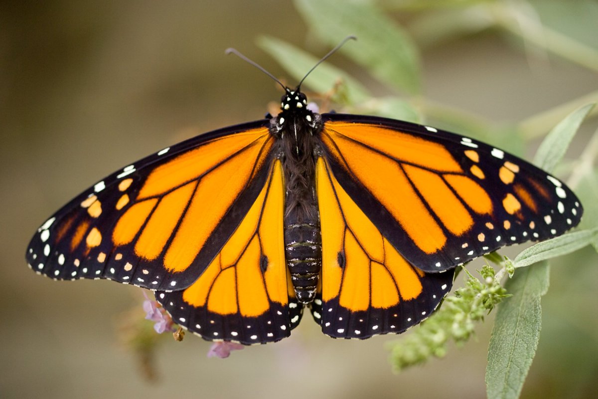 Осевая симметрия