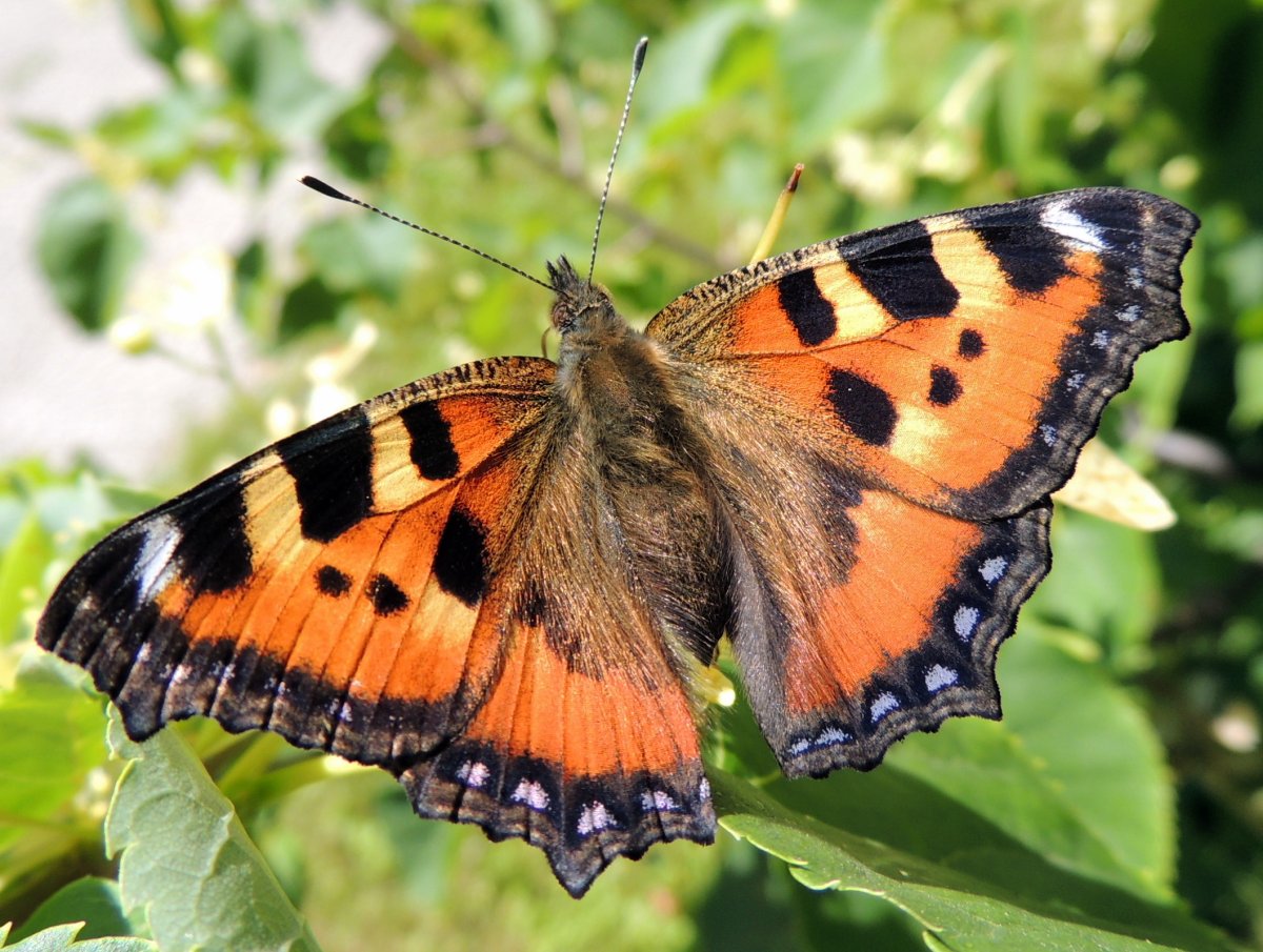 Бабочка из треугольников