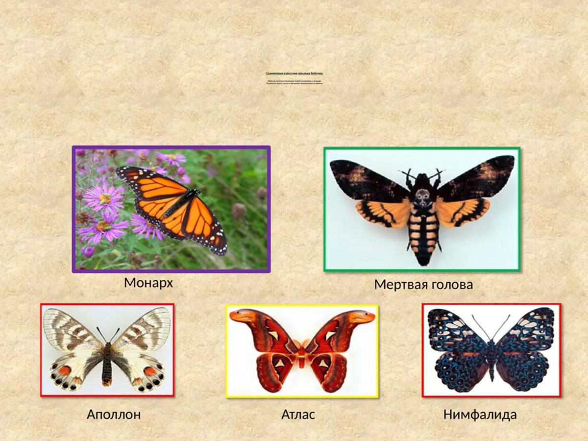 Осевая симметрия бабочка