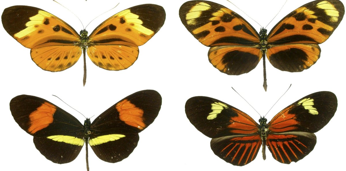 Симметричные рисунки сложные