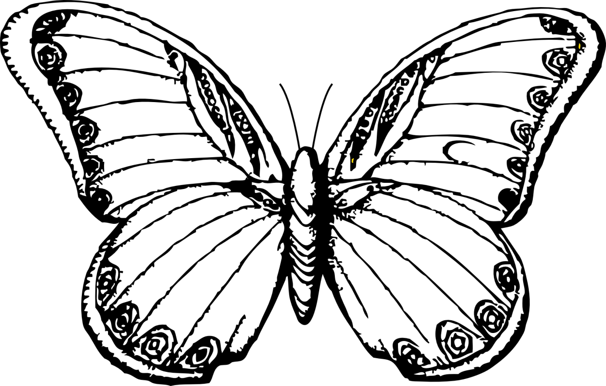 Симметрия в природе бабочка