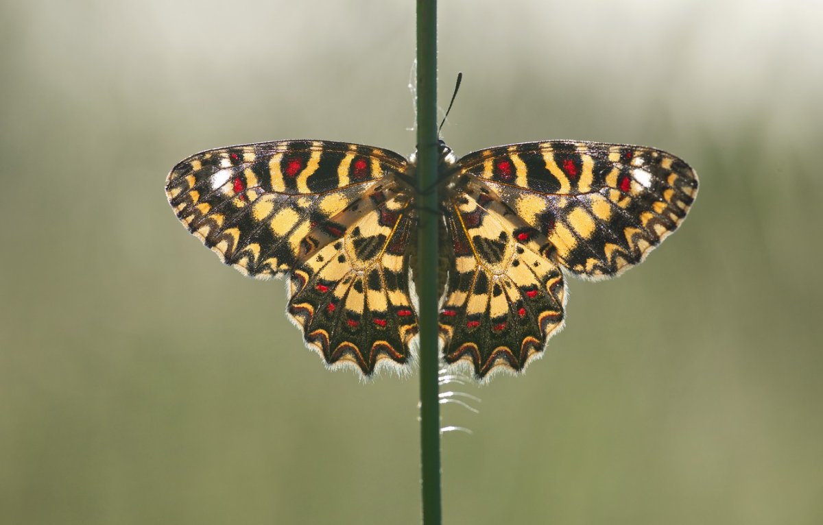 Осевая симметрия бабочка