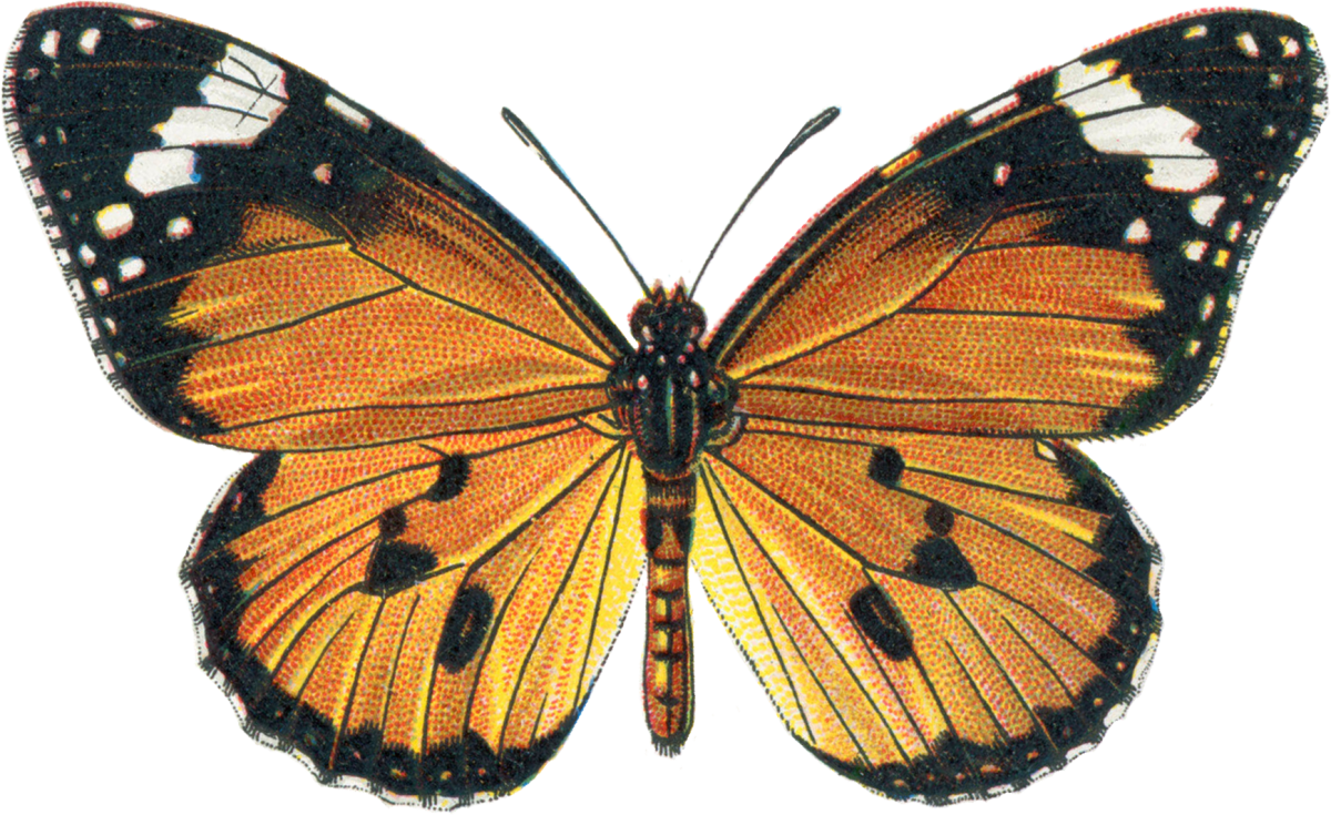 Фракталы обои