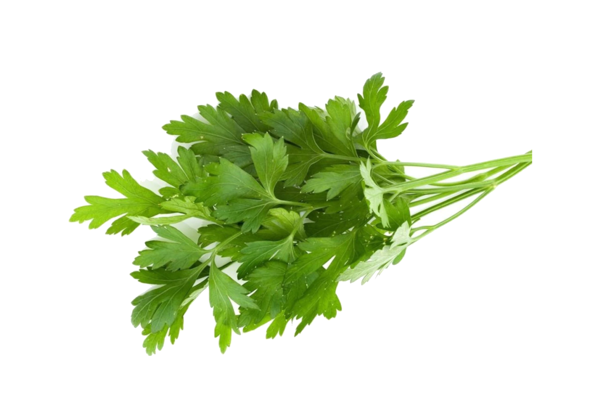 Петрушка листовая обыкновенная