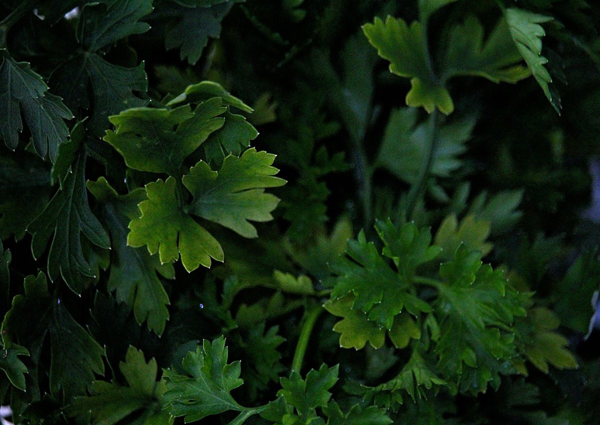 Петрушка Петра