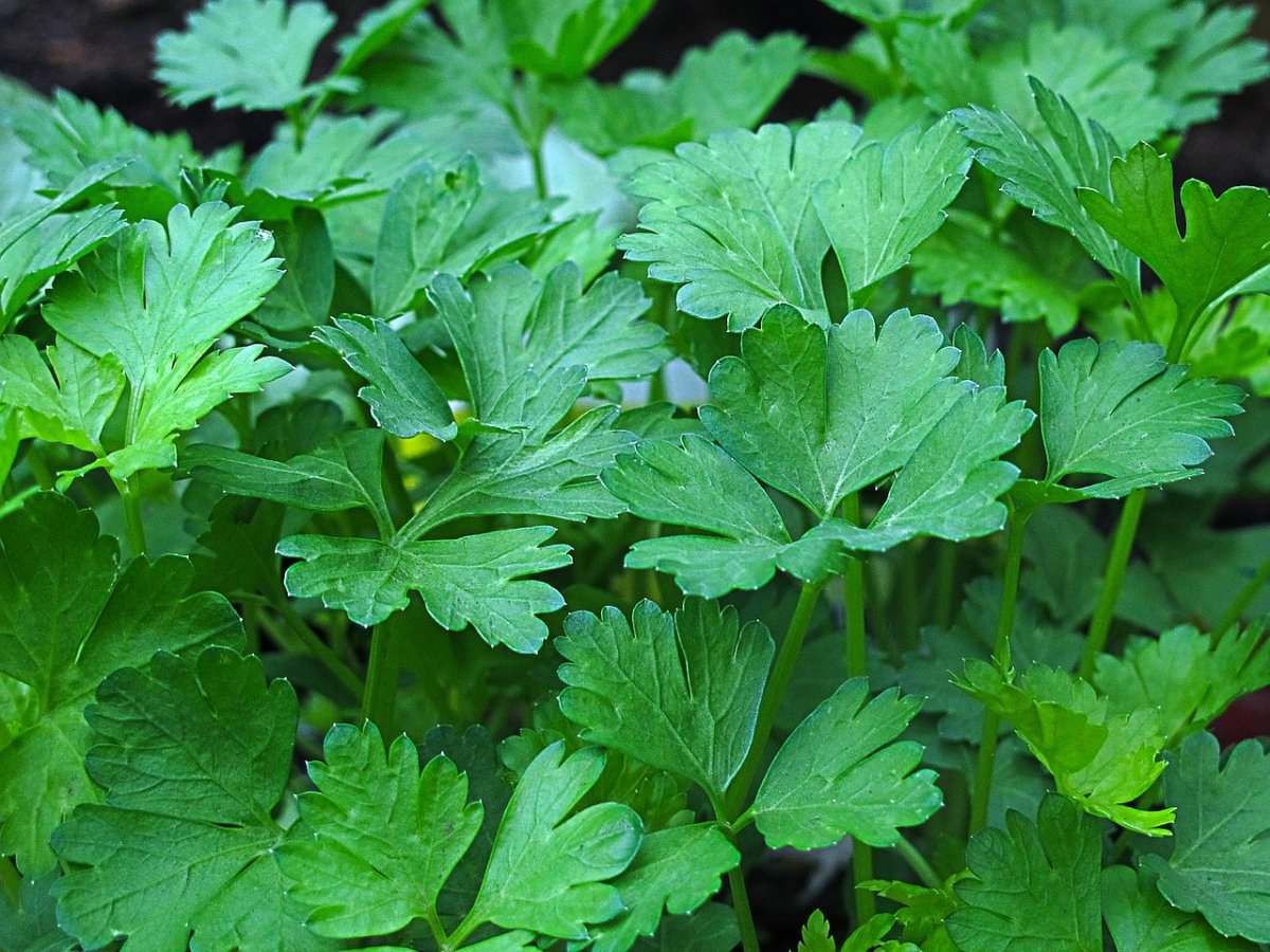 Петрушка parsley