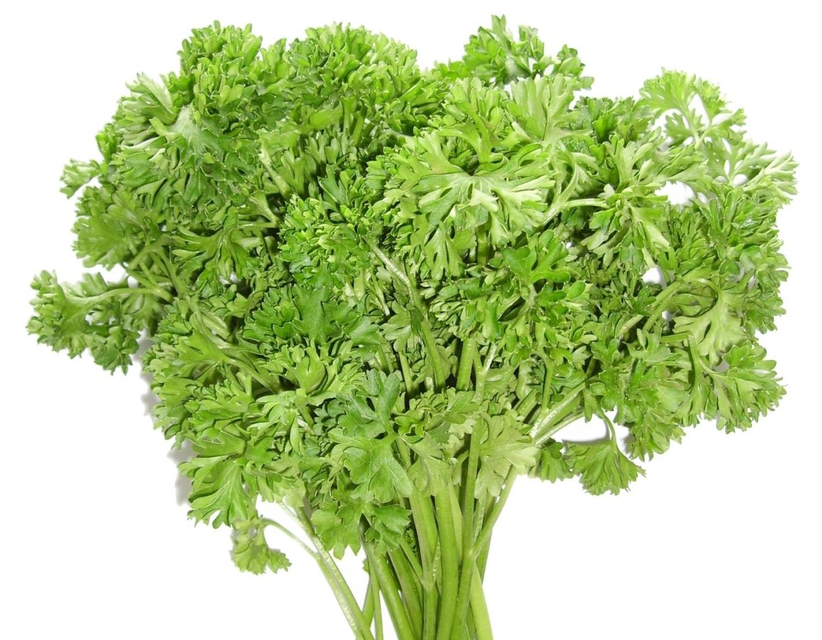 Укроп петрушка базилик