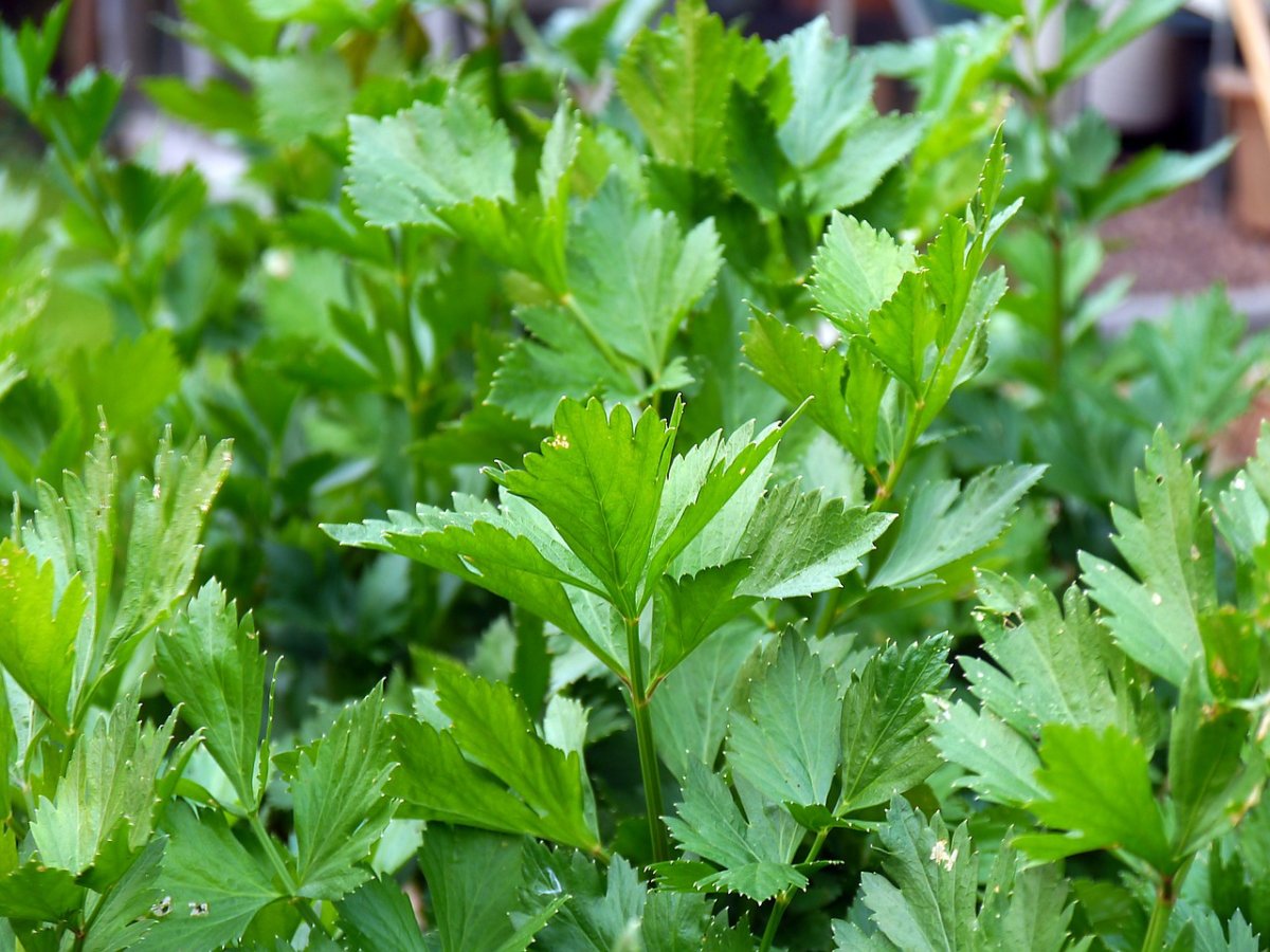 Петрушка parsley
