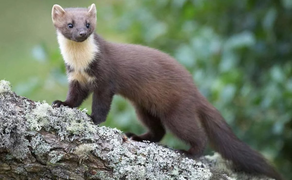 Куница Лесная желтодушка