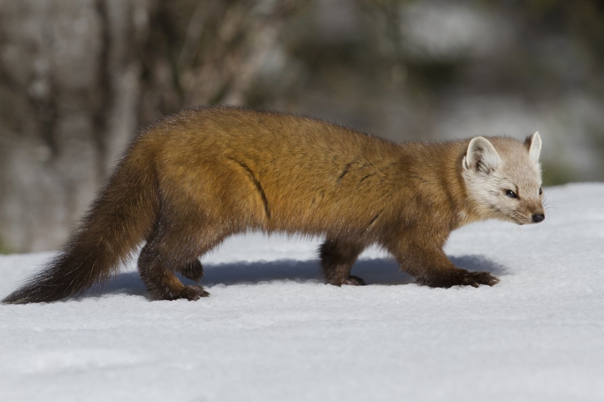 Лесная куница Ильменского заповедника