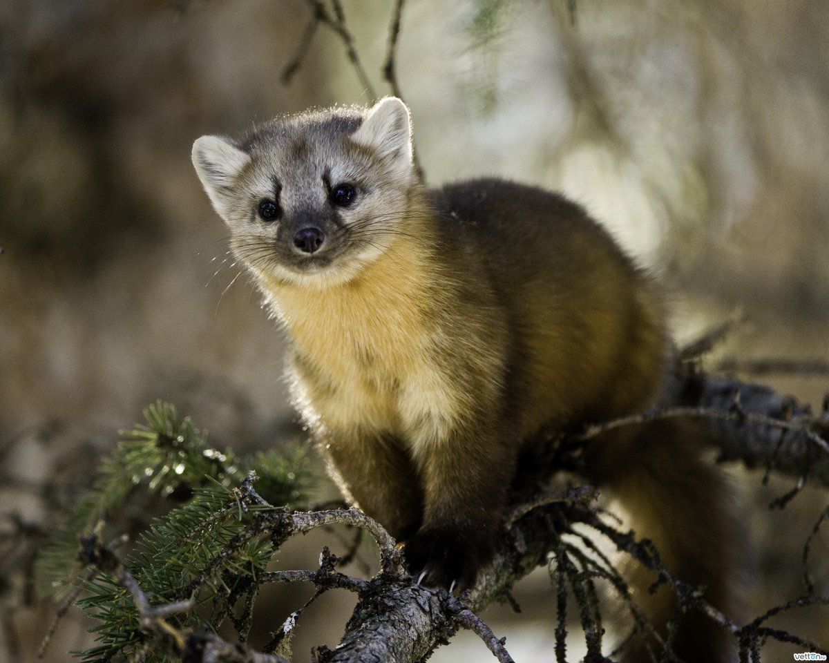 Куница европейская