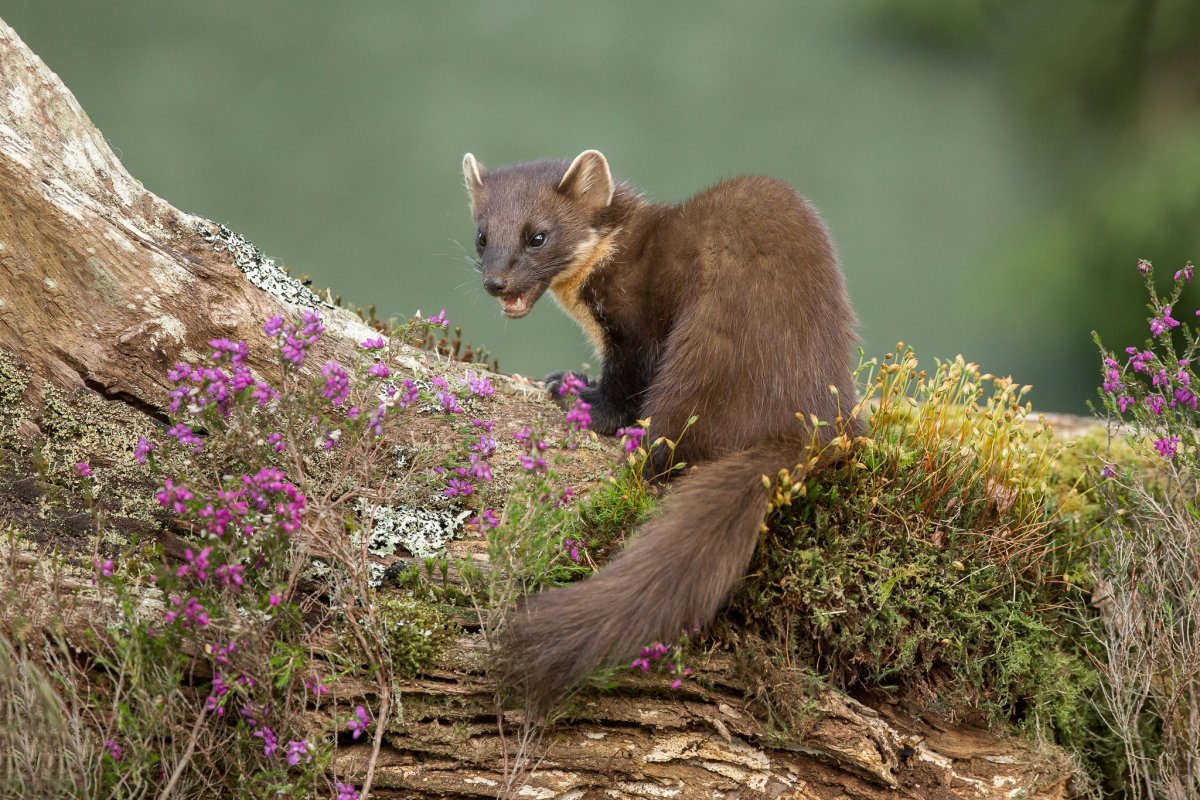 Лесная куница