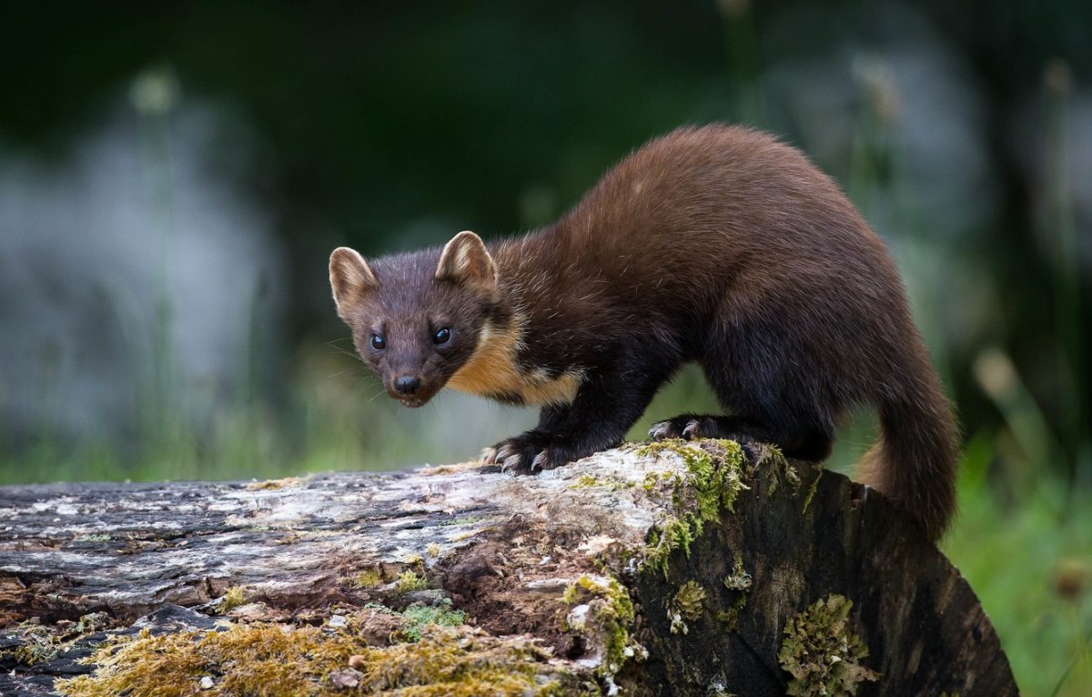 Лесная куница martes martes