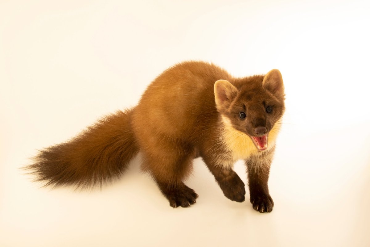 Лесная куница зимой