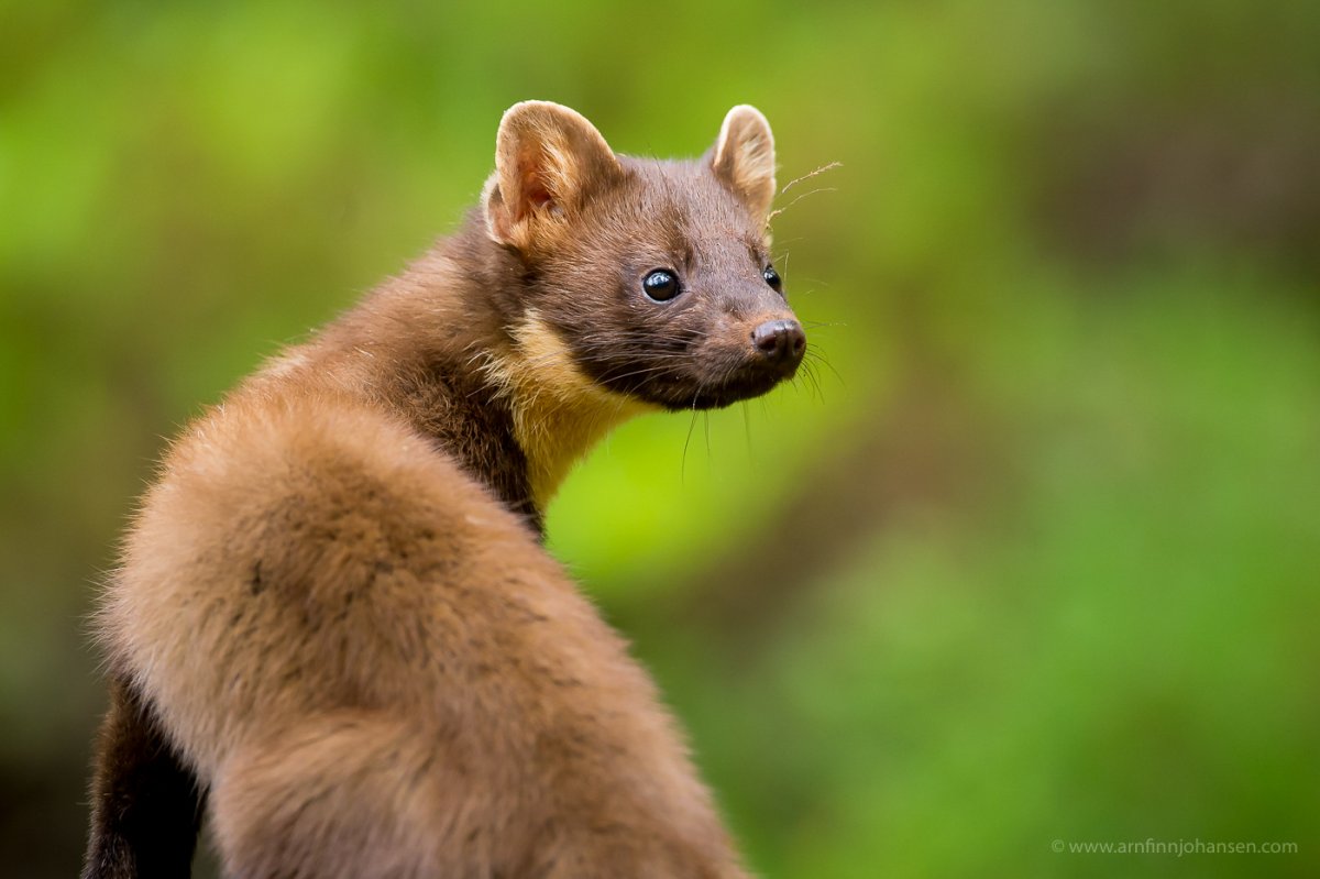 Куница европейская