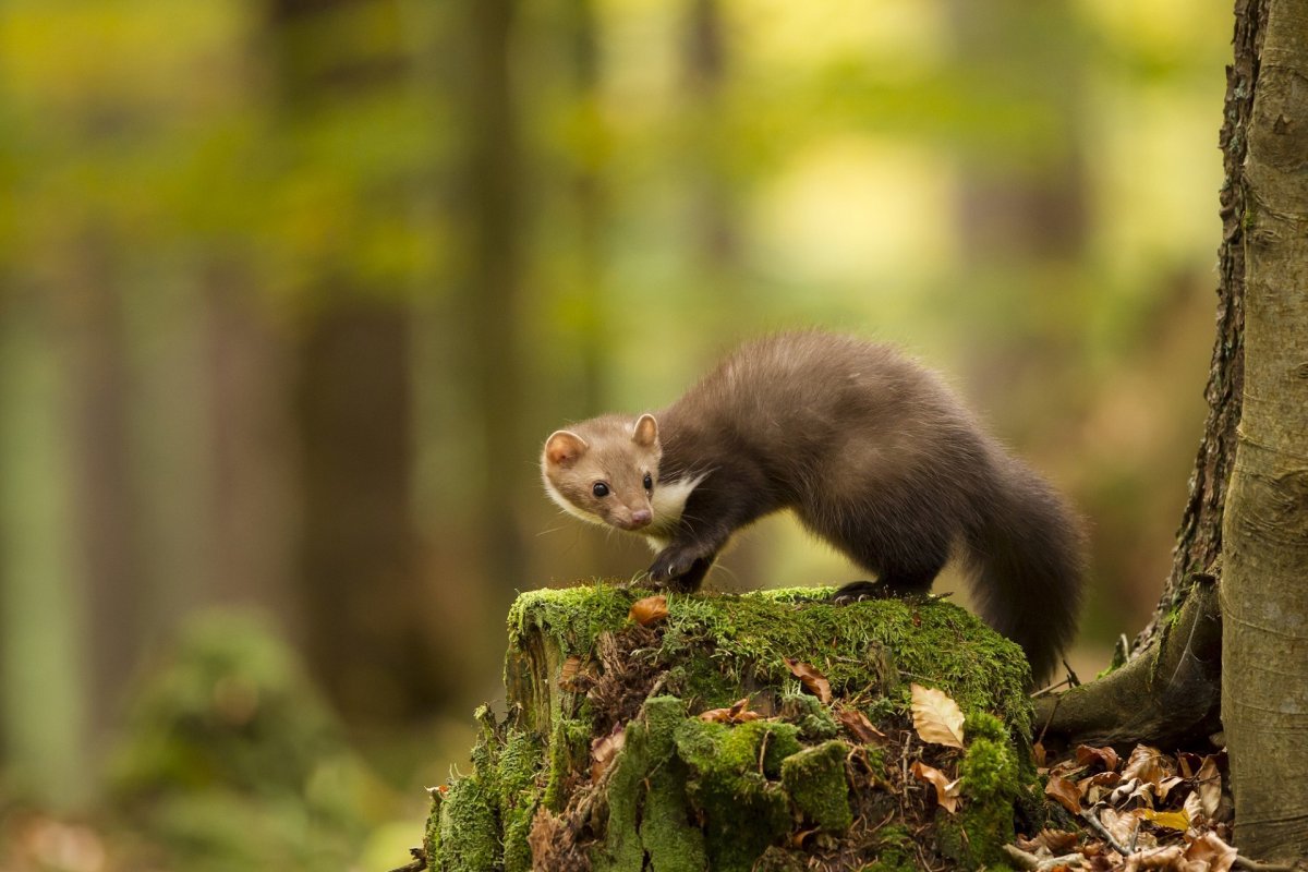 Лесные животные куница