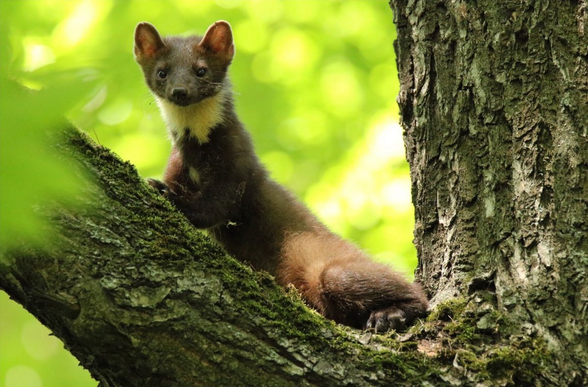 Кавказская каменная куница