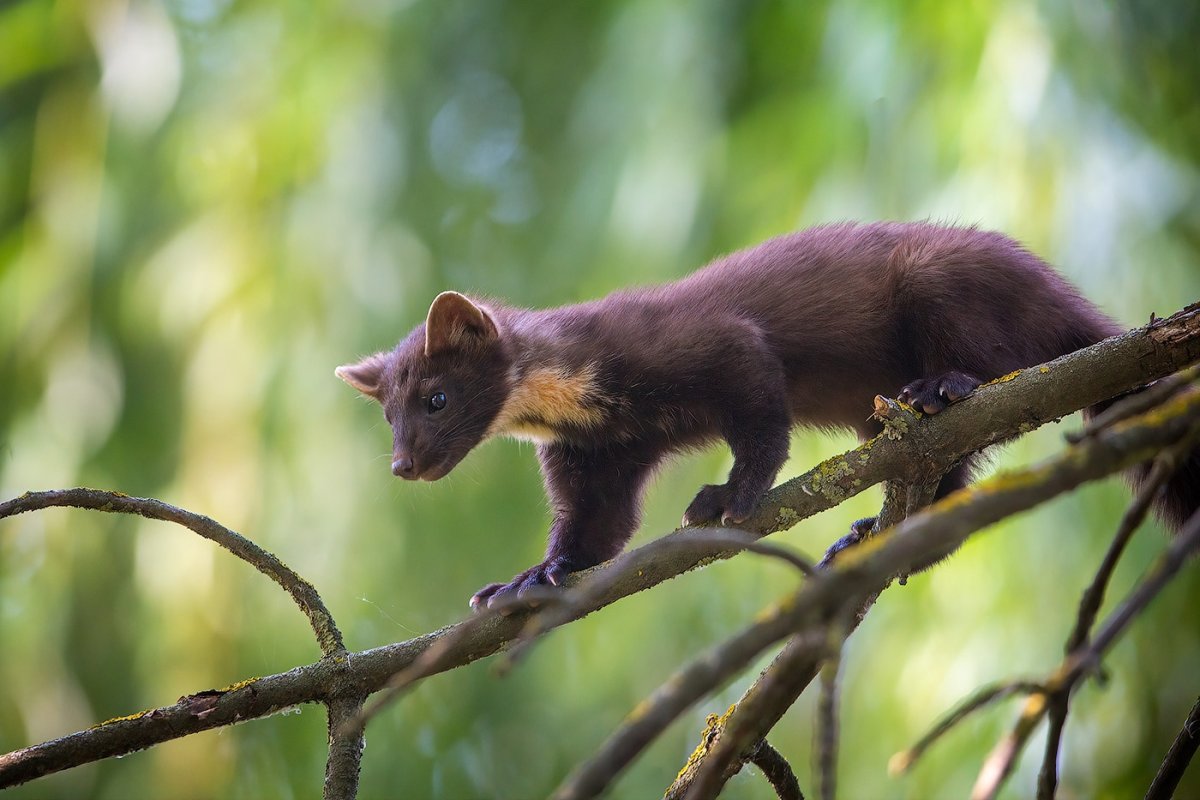 Сосновая куница