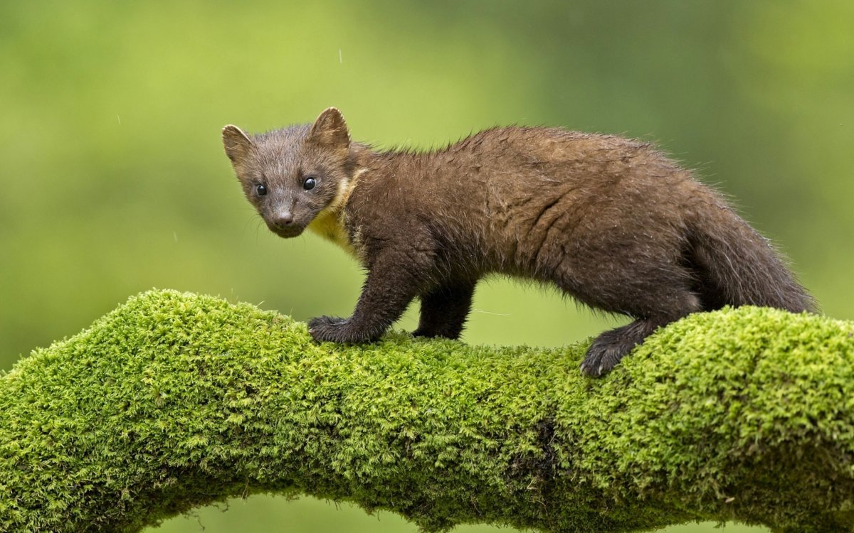 Куница Лесная желтодушка