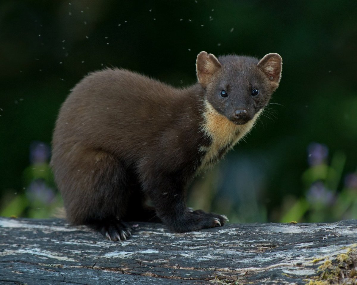 Куница и норка