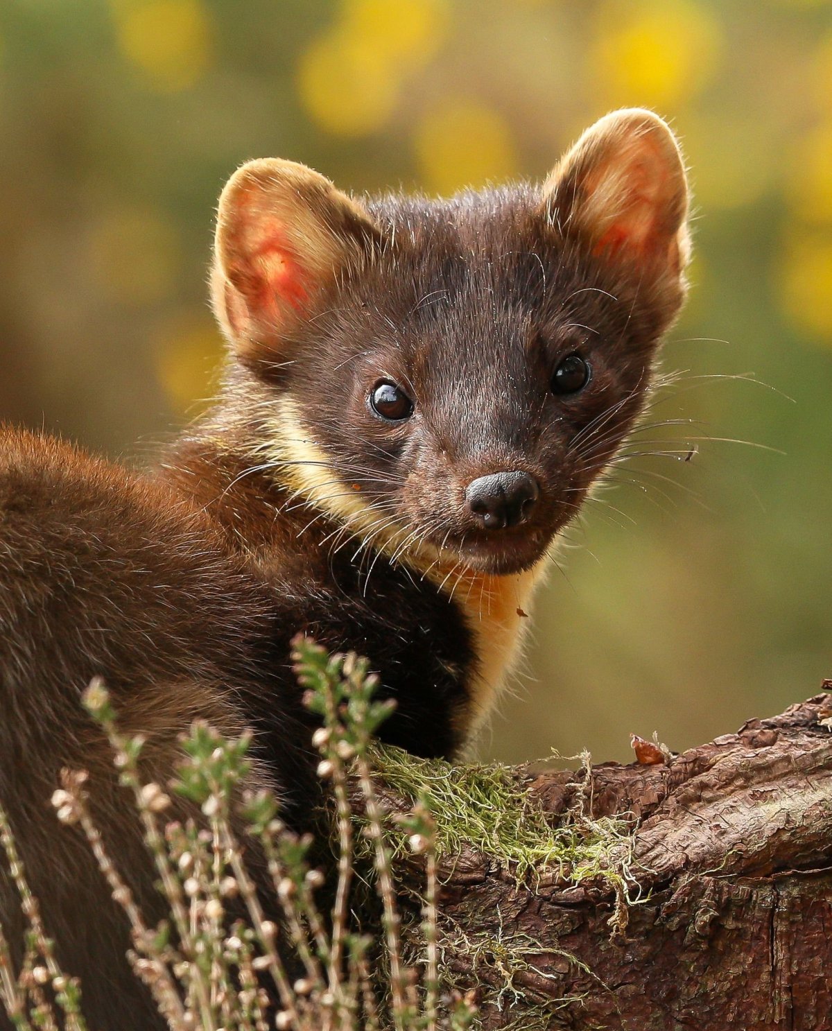 Лесные животные куница