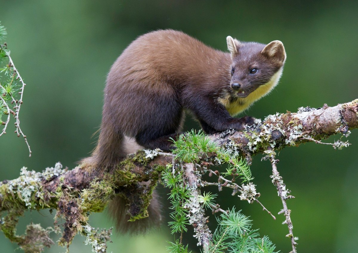 Куница в тайге