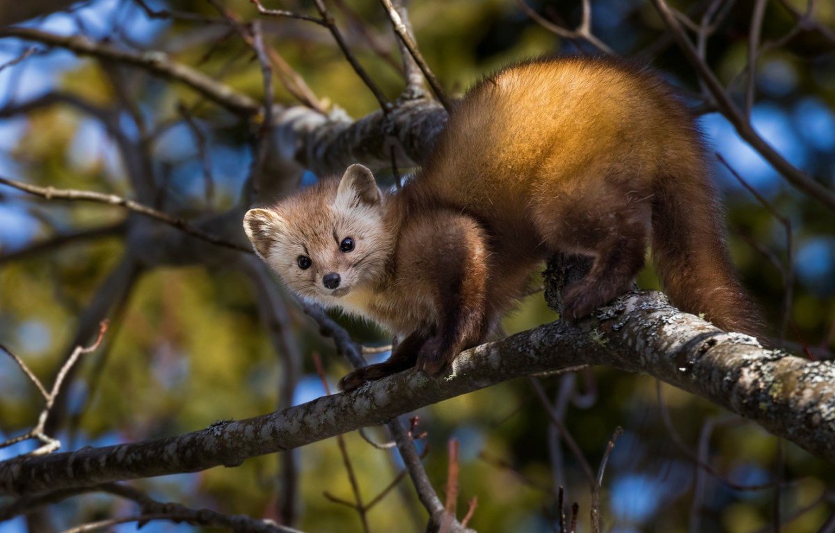 Соболь и куница