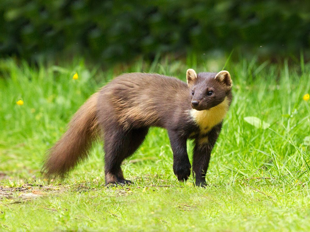 Куница Лесная желтодушка