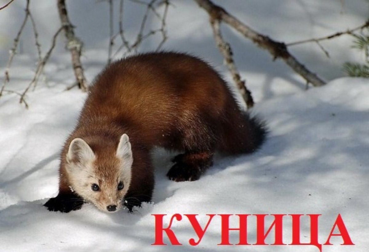 Куница Лесная желтодушка