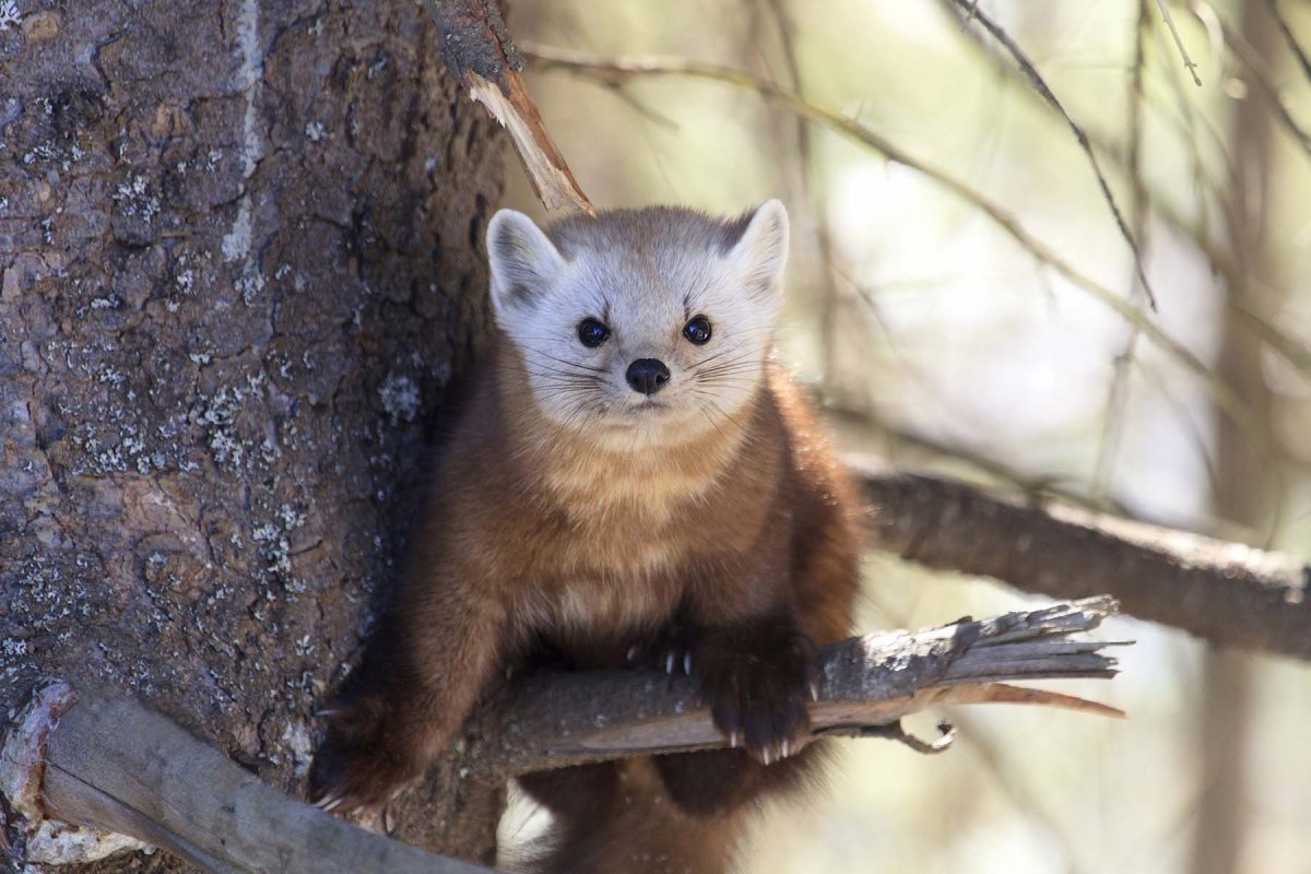 Лесная куница