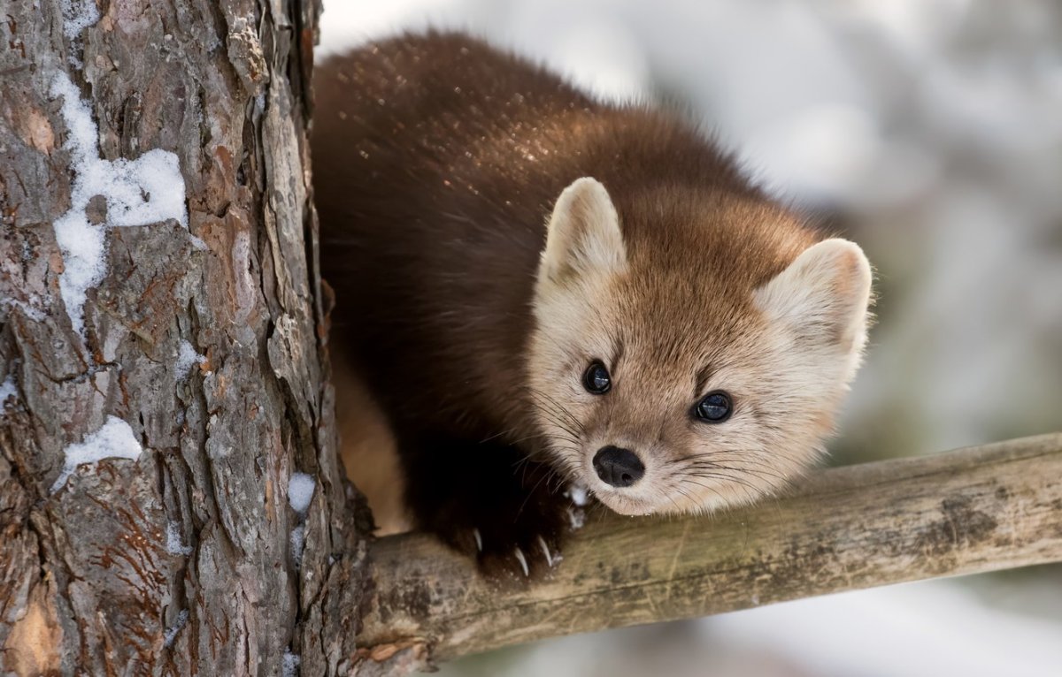 Европейская Лесная куница