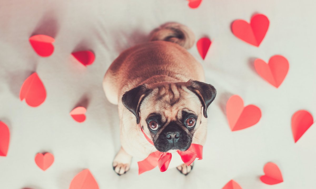 Животные с сердечками