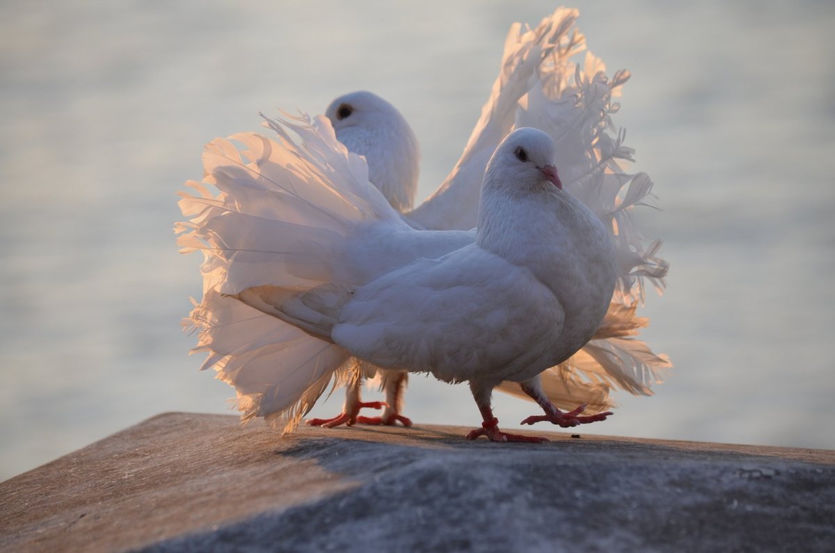 Голуби в небе