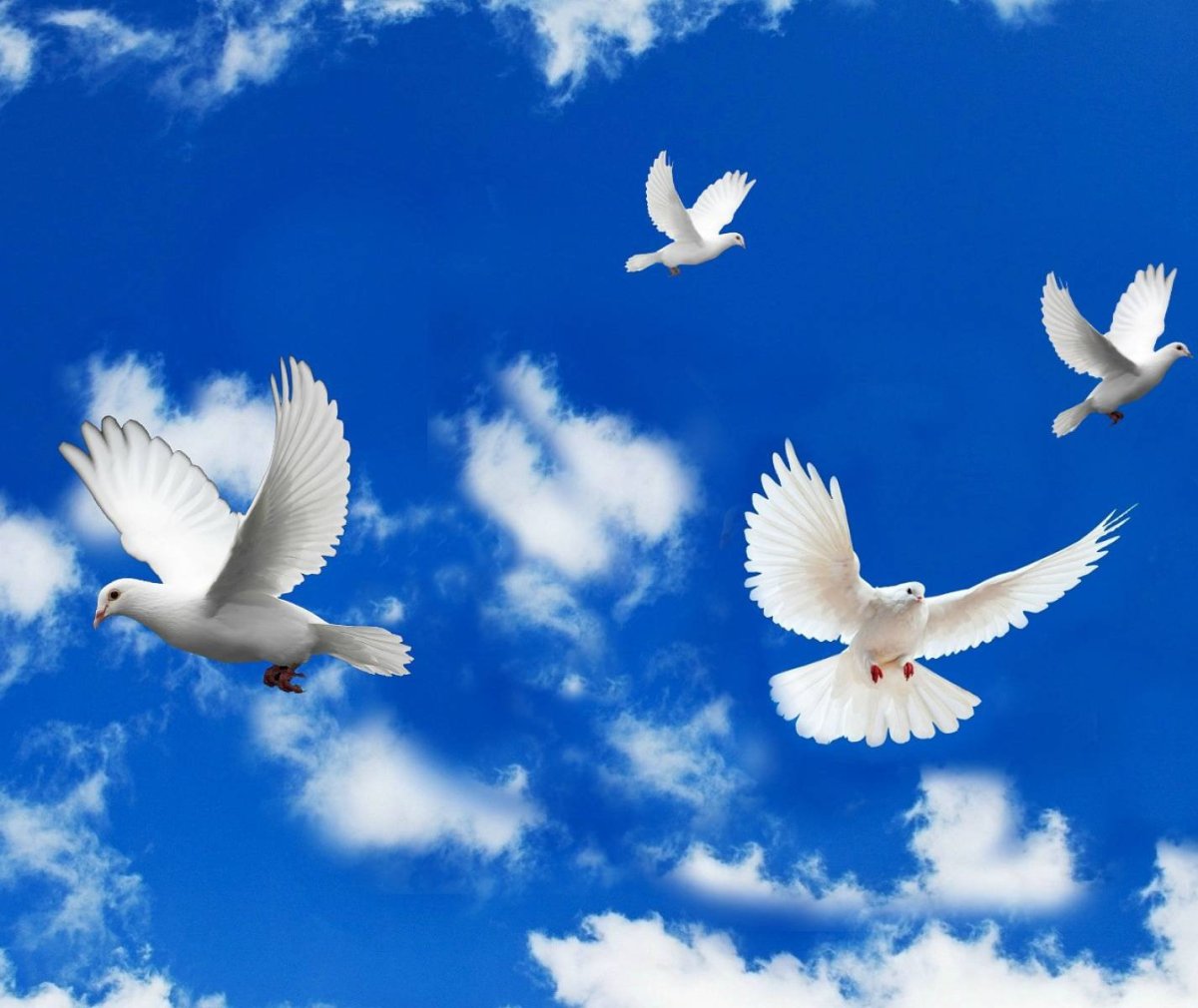 Белый голубь