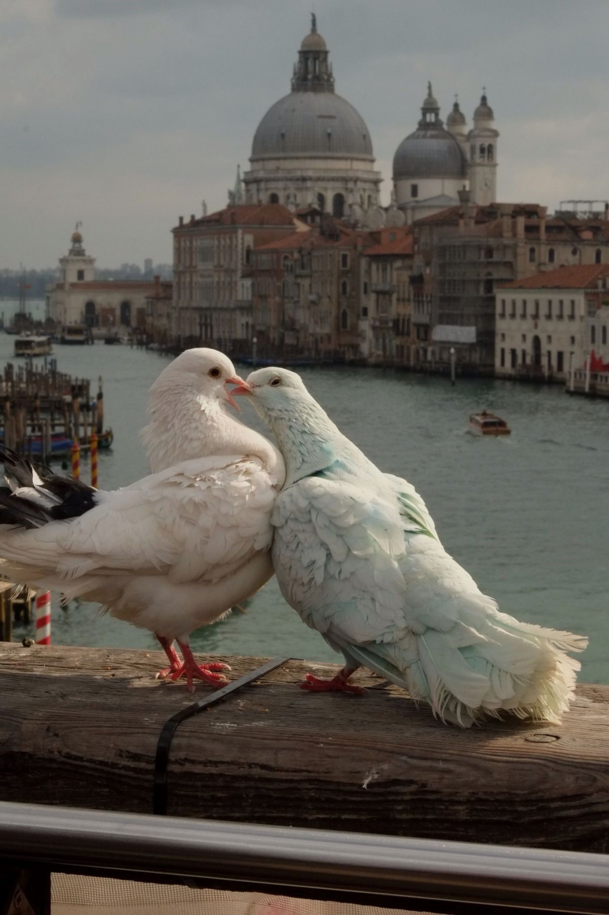 Белые голубки