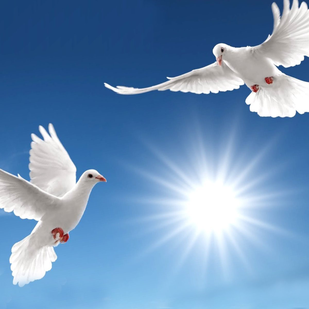 Красивые белые Свадебные голуби